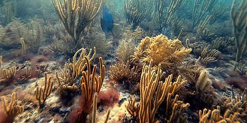 Neon Reef & REEFLINE Guided Snorkel