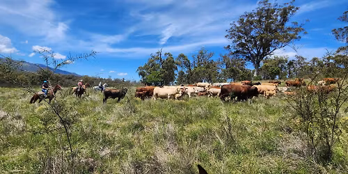 YellowScone 5 day Trail, Cattle Confidence Camp.