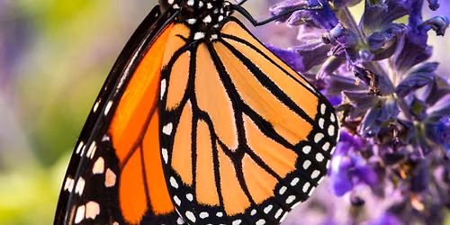 Monarch Butterfly Pinning Class