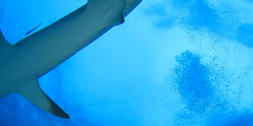 FOSSIL SHARK TOOTH IDENTIFICATION AND PRESERVATION