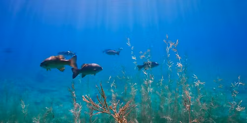 All Too Clear: Beneath the Surface of the Great Lakes - FREE FILM