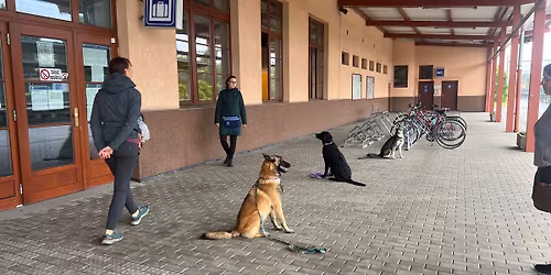 PODZIMN\u00cd SOCIALIZA\u010cKY - ROKYCANY