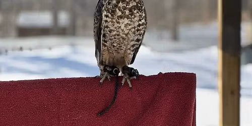 Avian Adventures - "Wings of Wonder: WV Birds of Prey" and Birding Walk