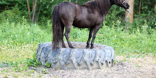 Miniature Horse Groundwork and Obstacle Day