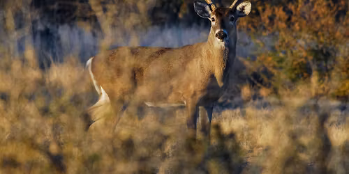Oh, DEER! Texas Reindeer Relatives