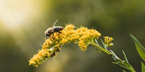 Uncle Jer's Travelling Bee Show
