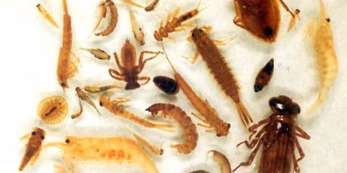 Beneath the Surface:  Aquatic Organisms & Ecospheres
