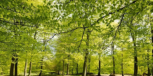 SWANSEA - Wild Ways Easter Woodland Activity Day