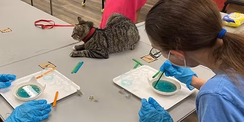 Purr & Pour: Learn the Art of Resin at Cat Depot
