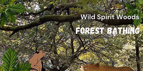 Forest Bathing At Wild Spirit Woods - Nature Befriending, Nature Connection