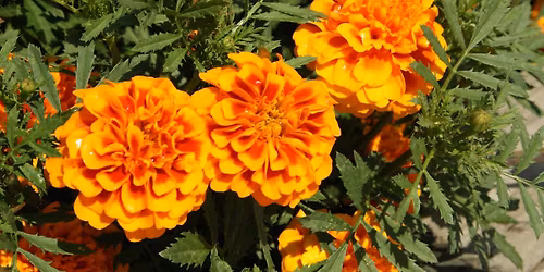 FNGLA Royal Palm Chapter November Meeting