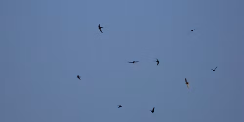 I RONDONI, QUESTI SCONOSCIUTI 