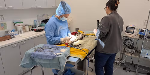 Low Cost Spay & Neuter Clinic