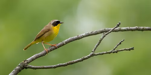 Birding Thornwood Nature Preserve