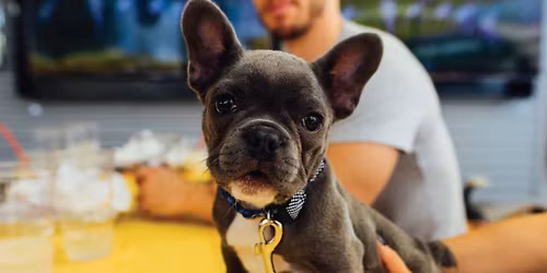 Breed Meetup: French Bulldogs