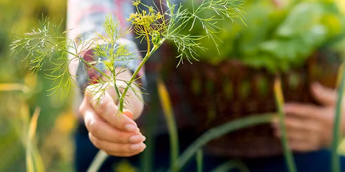 The Magic of Culinary Herbs Workshop