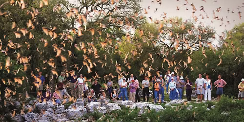 Bracken Bat Flight