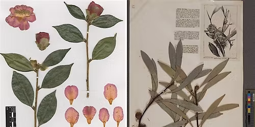 From Field to Cabinet: A guide to all things herbarium