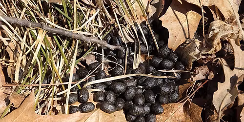Whose Scat is That?