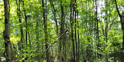 Forest Hike on the Tug Hill Traverse Trail