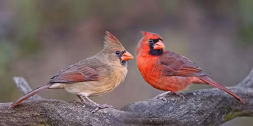 Art in the Park - Birds!