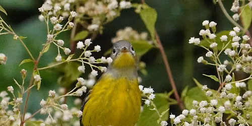 Migratory Bird Walk - Mt. Lebanon Nature Conservancy - Lebo Nature