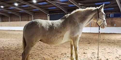 Poles and Platforms Workshop