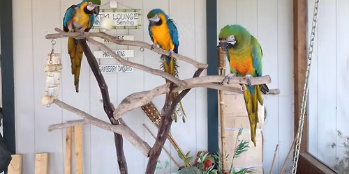 Madison Bird Fair in SUN PRAIRIE