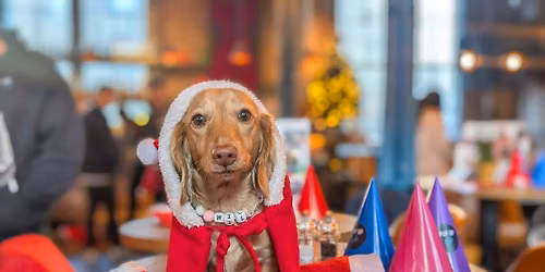 Newcastle - Dashing Dachshund Christmas Tour \ud83c\udf84