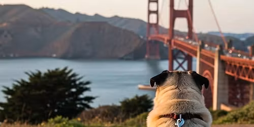 Pug Mom\u2019s Club Meetup