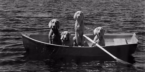 The Dogs @ Buccaneer Lounge