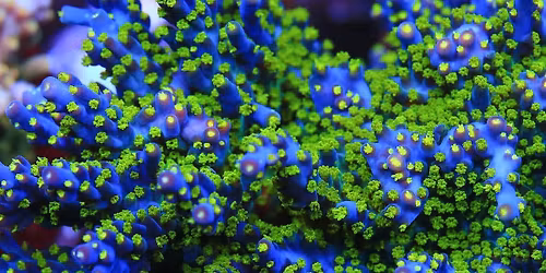 Reefers Meetup @ R&R Corals \u2013 Caldwell, Idaho