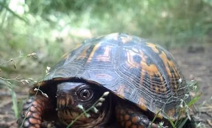 Turtle Talk