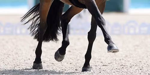 Dressage & Showing Series - Q2