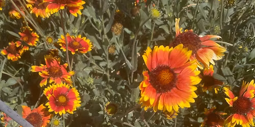 Legumes as a Part of the Victory Garden and Ask A Master Gardener