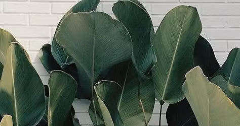 Plant Party at Lancaster Flower Shop!