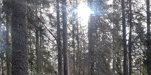 Nytt helgtema p\u00e5 Biotopia: Livet i skogen