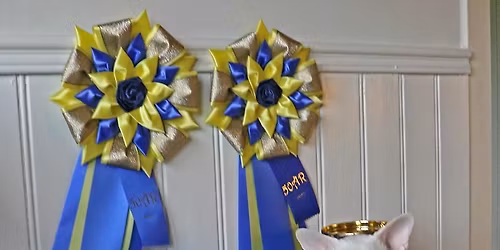 Internationell kattutst\u00e4llning