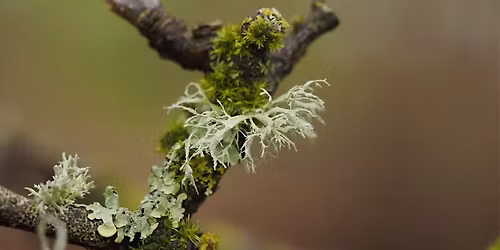 An Introduction to Lichens