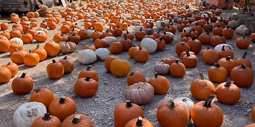Owl Creek Farm Pumpkin Patch!