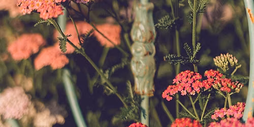 Horses & Blooms Experience