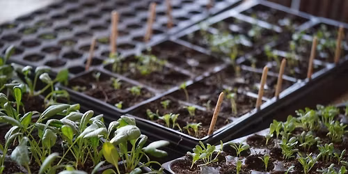 Seed Starting Inside & Outside - Free Ag Education Class