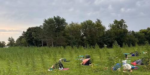 Gentle Yoga & Breathwork at Pure Konopie Hemp Farm