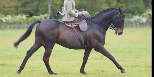 Side Saddle Clinic(Saddles available to use for this)