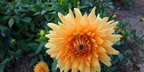 AIB Lawrenceburg Garden Tour 2026