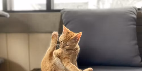 Yoga with cats