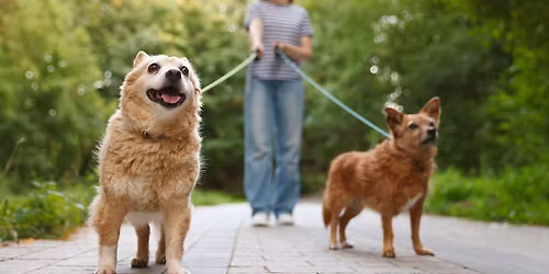 Walk for Animals at Stowe Cider