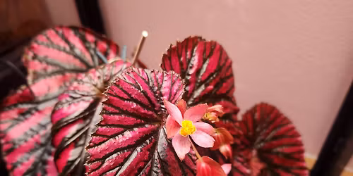 2026 Fall Plant Swap 