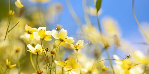 Smartphone Photography Short Course