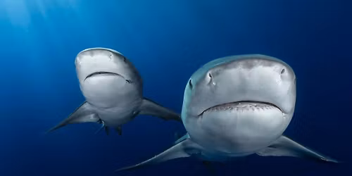 IMMERSE - A Fine Art Photography Show